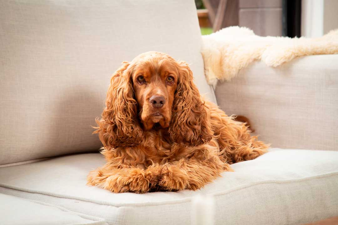 mi compañero de cuatro patas